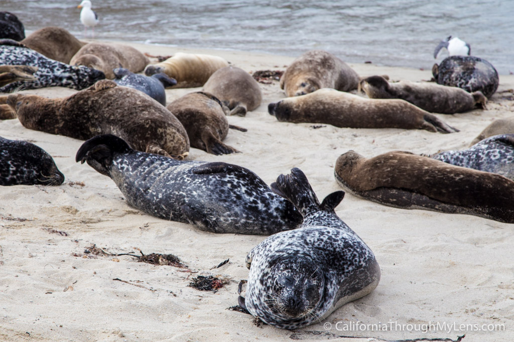 Children's Pool La Jolla The Best Spot For Seals Viewing California