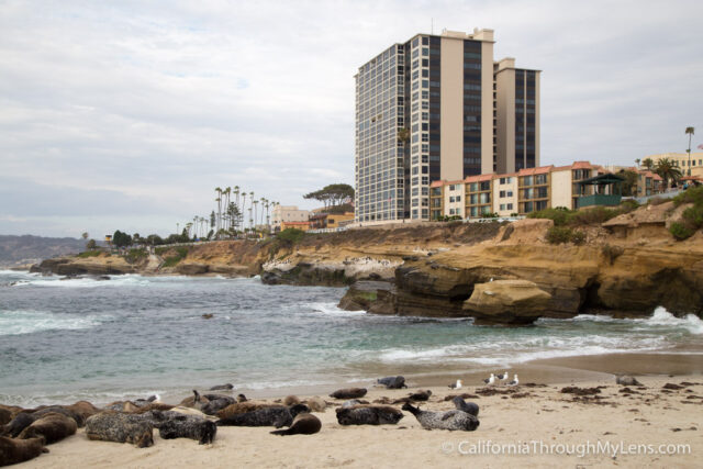 La Jolla Seals La Jolla Children's Pool