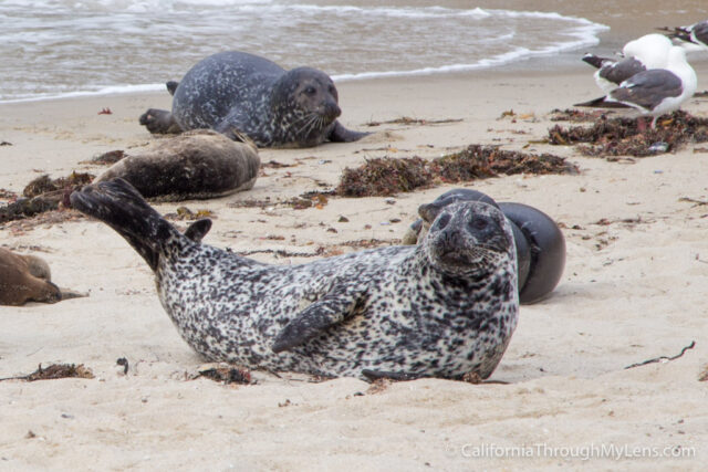 5 Best Spots to See the Sea Lions and Seals in La Jolla - Go Travel  California