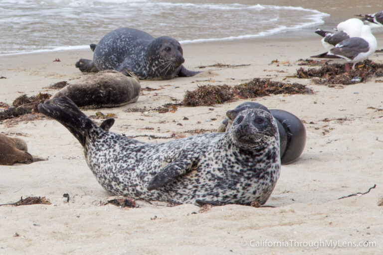 Children’s Pool La Jolla: The Best Spot For Seals Viewing