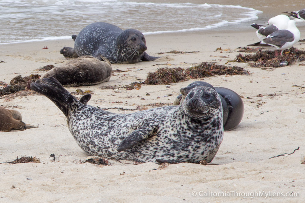 Children's Pool La Jolla: The Best Spot For Seals Viewing - California  Through My Lens