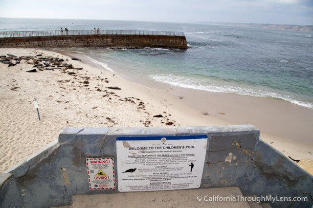 la jolla cove san diego seals