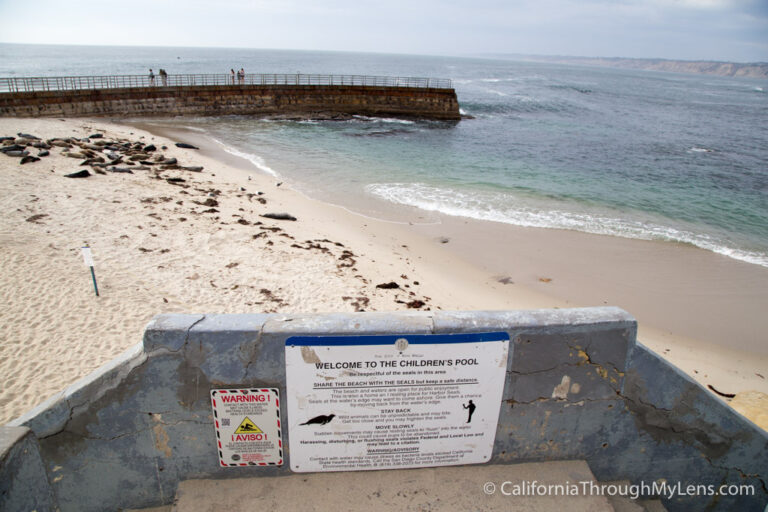 Children's Pool La Jolla: The Best Spot For Seals Viewing - California ...