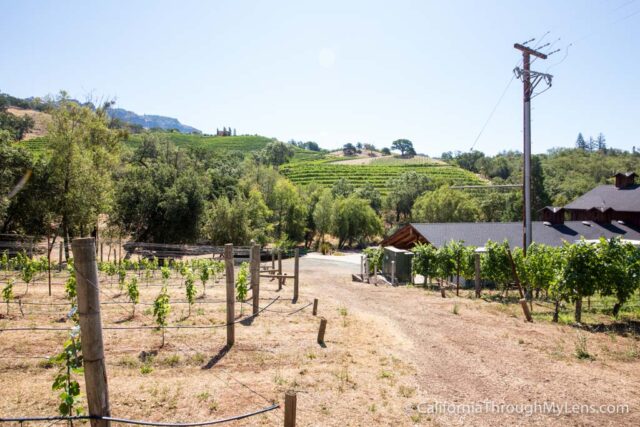 Jericho Canyon Vineyard-3