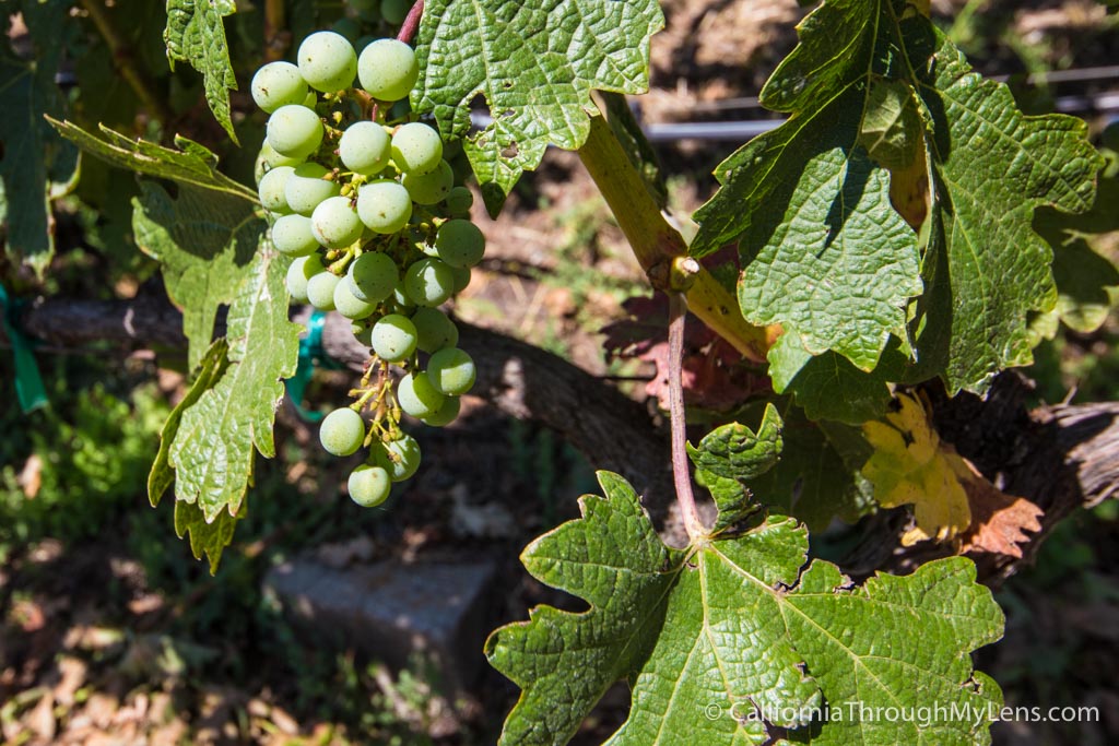 Jericho Canyon Vineyard Caves and Wine at a Calistoga Winery