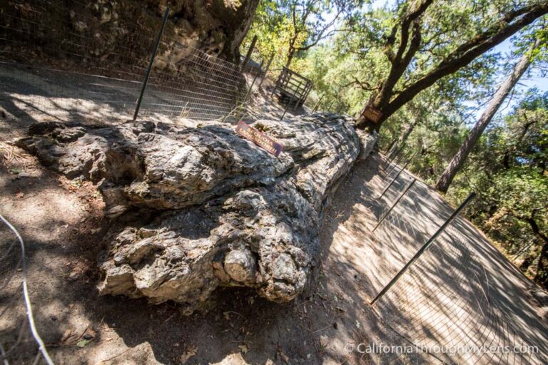 Petrified Forest: The World’s Largest Petrified Trees