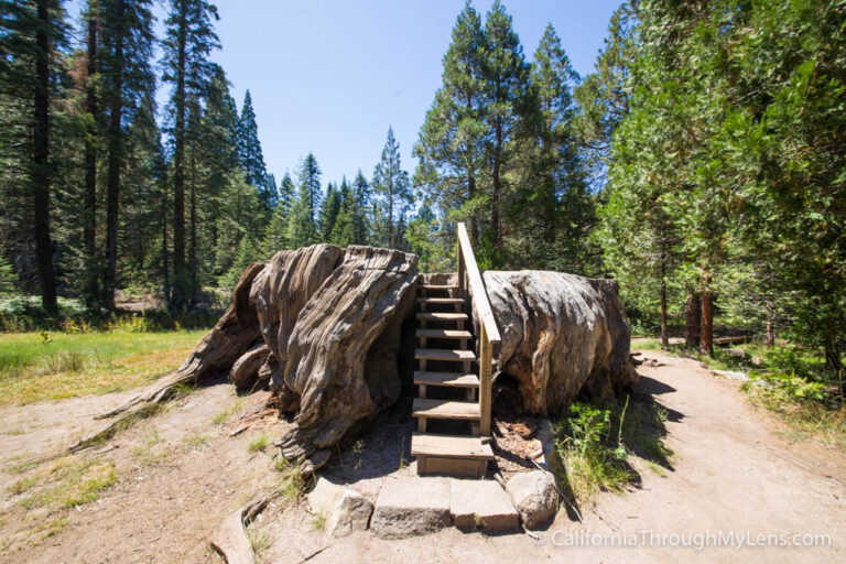 Big Stump Trail & Picnic Area: Home of the Mark Twain Stump in Kings Canyon National Park