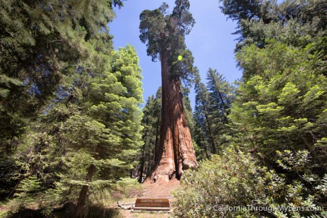 General Grant Grove-10