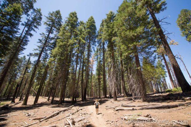 Grant grove trail best sale