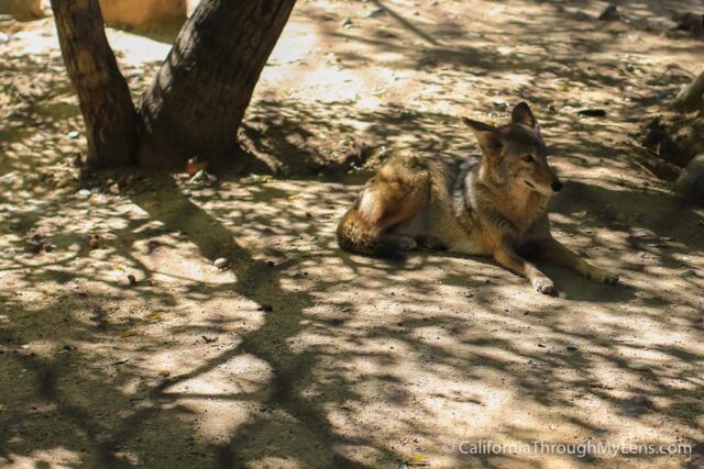 Irvine Regional Park And Zoo-7