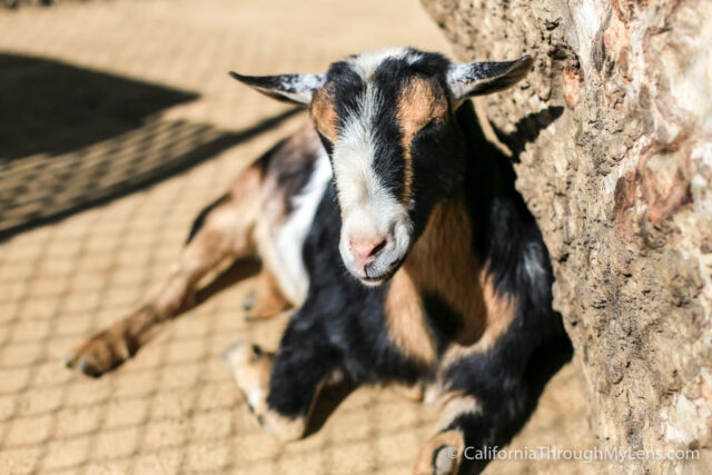 Irvine Regional Park And Zoo-8