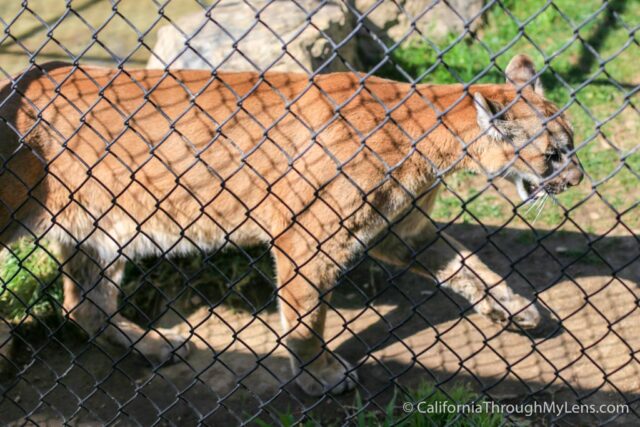 Irvine Regional Park And Zoo-9