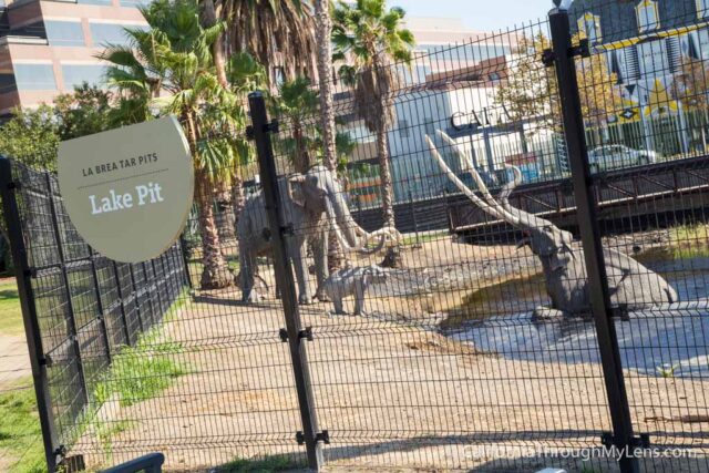 La Brea Tar Pits-11