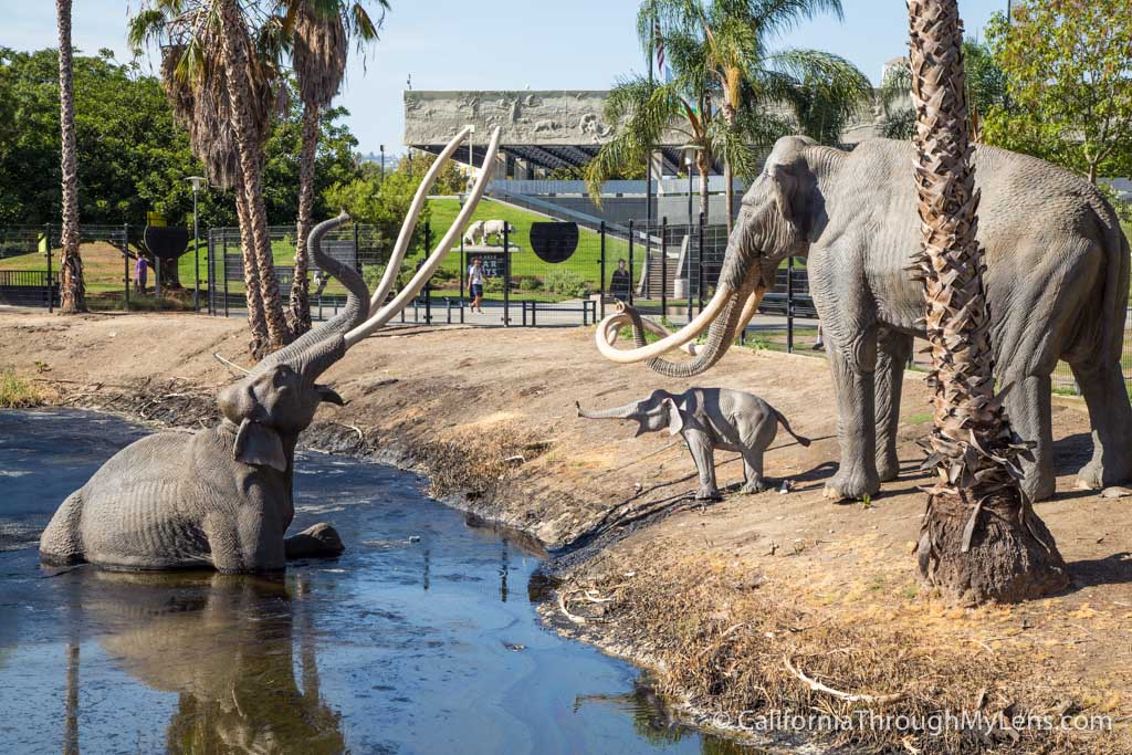 Observation Areas  Rancho La Brea Tar Pits