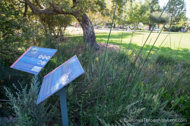 La Brea Tar Pits-18