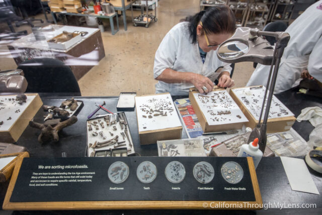 La Brea Tar Pits-5