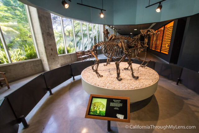 La Brea Tar Pits-6