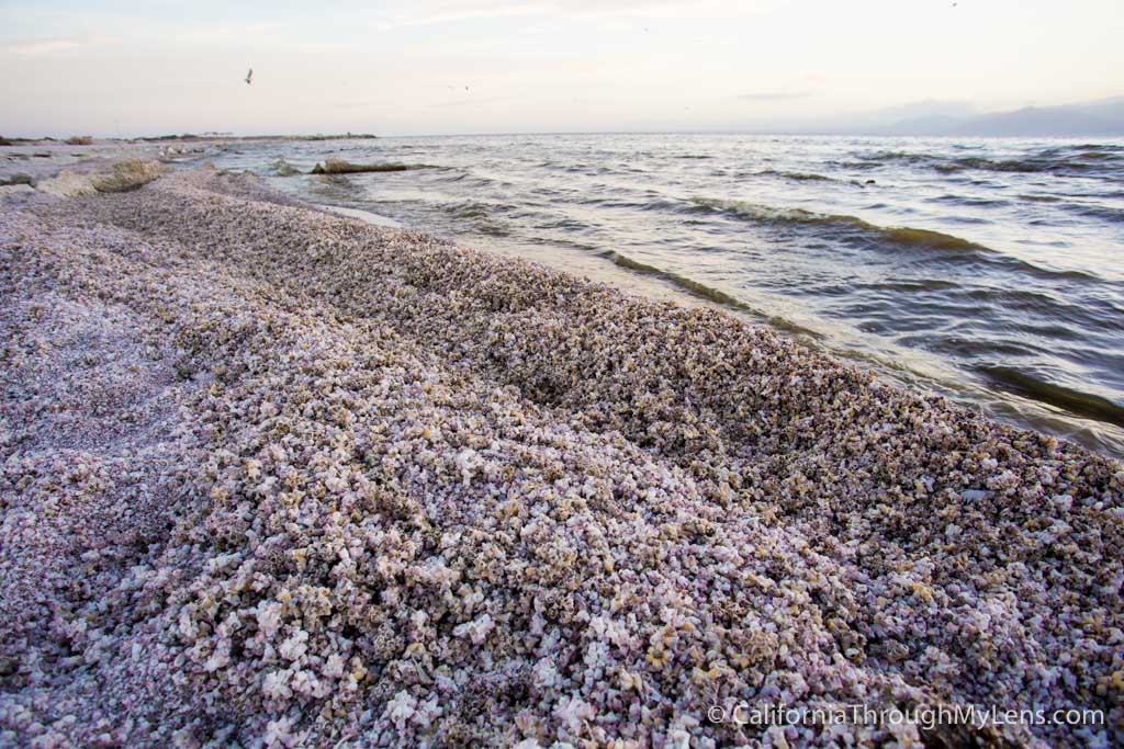 Salton Sea State Recreation Area: Camping, Dead Fish & Amazing Sunsets