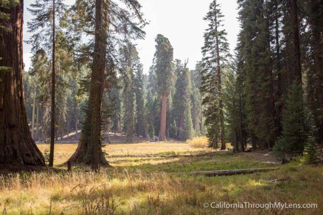 Sequoia national park big trees outlet trail