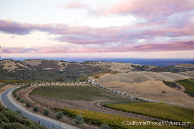 Daou Winery-8