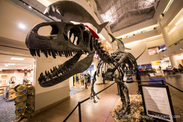 Say Cheese! - Chicago History Museum