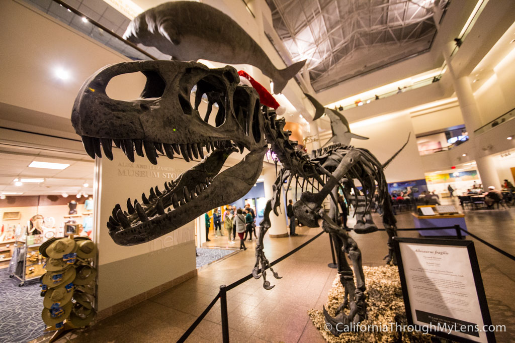museum of natural history dinosaur