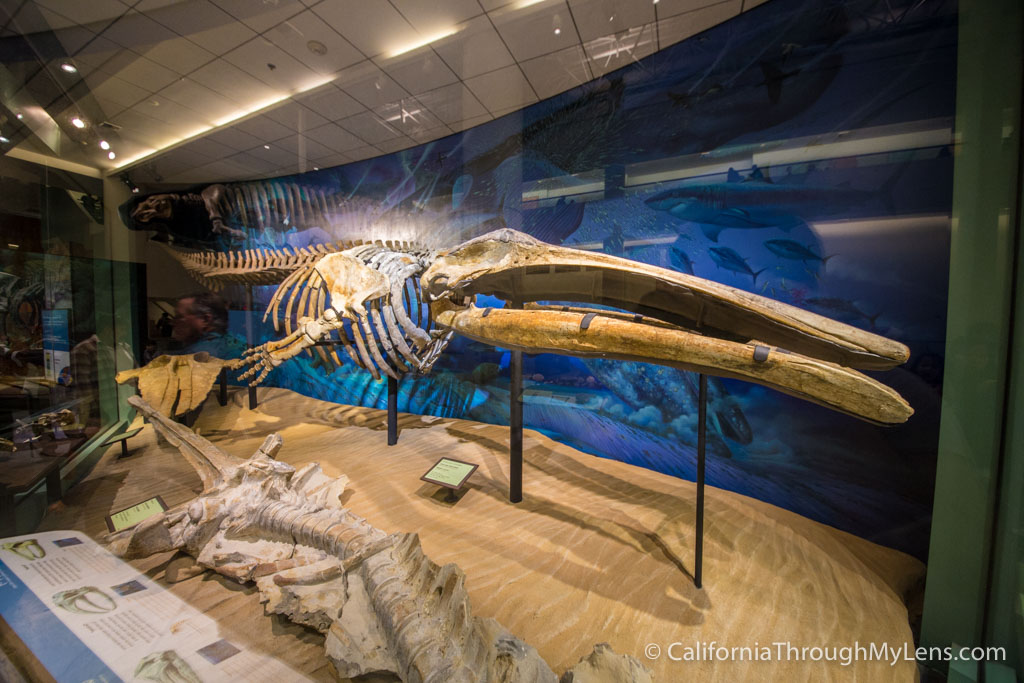 theNat San Diego Natural History Museum in Balboa Park California