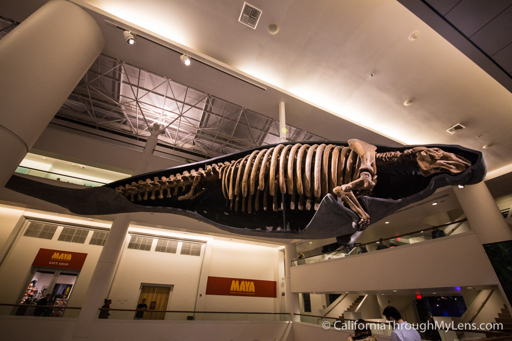 thenat-san-diego-natural-history-museum-in-balboa-park-california