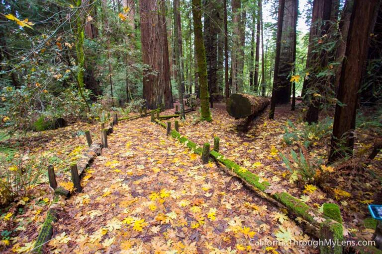 Nature Trail in Richardson Grove State Park