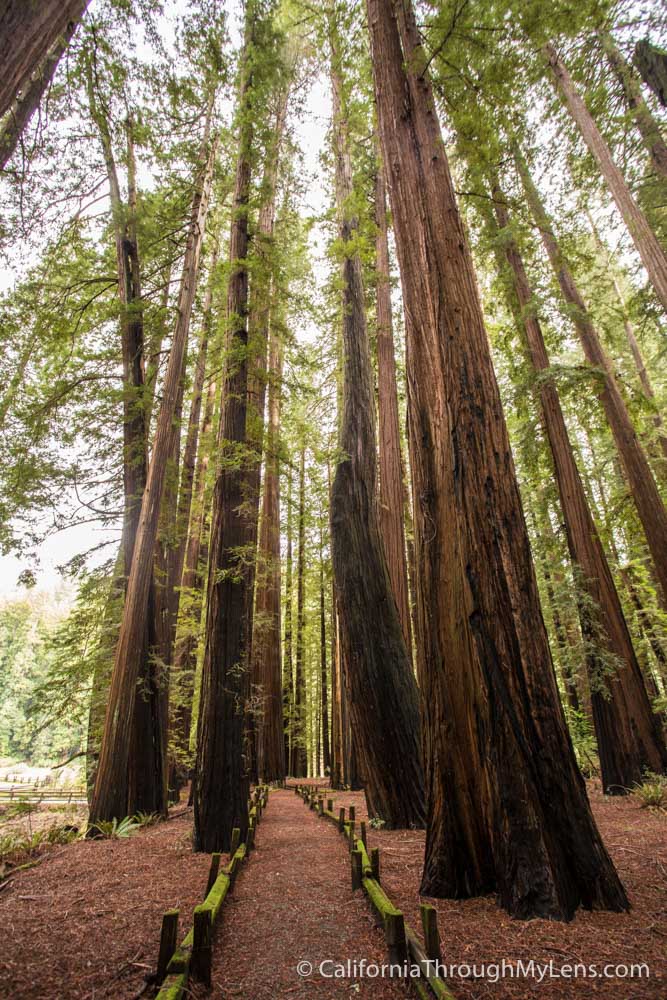 Nature Trail in Richardson Grove State Park - California Through My Lens