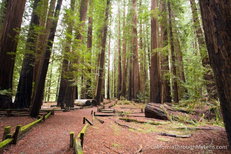 Nature Trail in Richardson Grove State Park - California Through My Lens