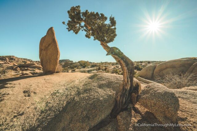 best place to visit joshua tree