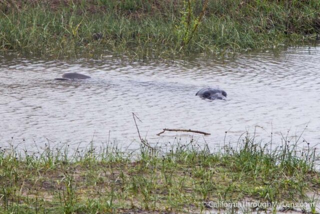 Año Nuevo State Park: Coastal Hiking Trails & Elephant Seal Viewing Up ...