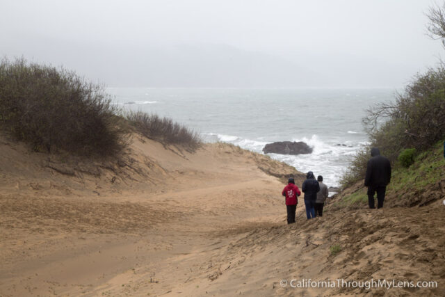 Ano Nuevo State Park: Elephant Seal Viewing Up Close | California ...