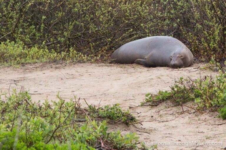 Año Nuevo State Park: Coastal Hiking Trails & Elephant Seal Viewing Up Close