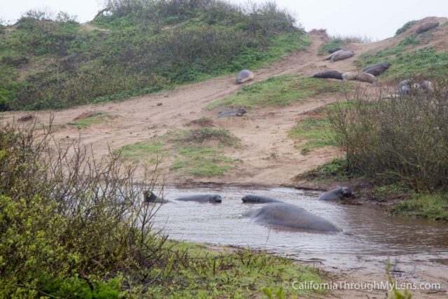 Ano Nuevo State Park: Elephant Seal Viewing Up Close | California ...