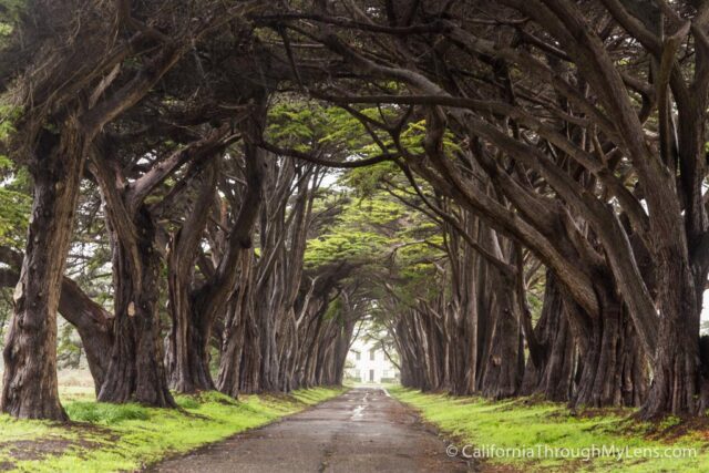 Cypress Tree Tunnel-3