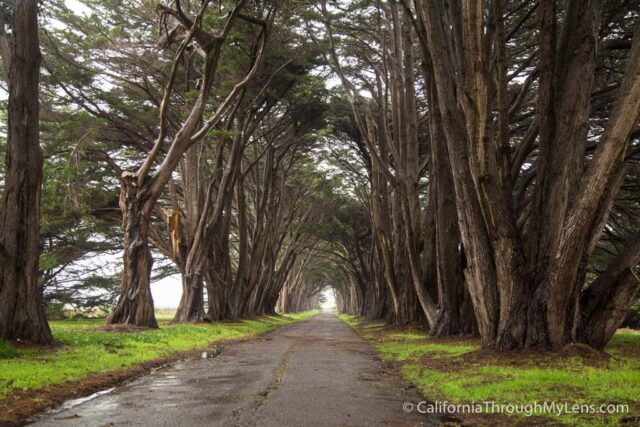 Cypress Tree Tunnel-5