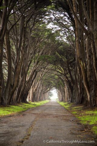 Cypress Tree Tunnel-6