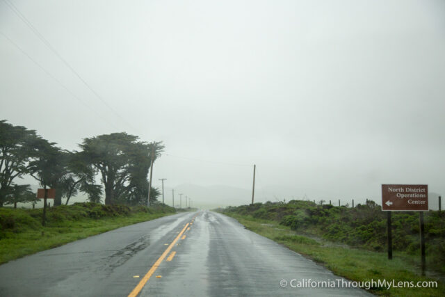 Cypress Tree Tunnel-7