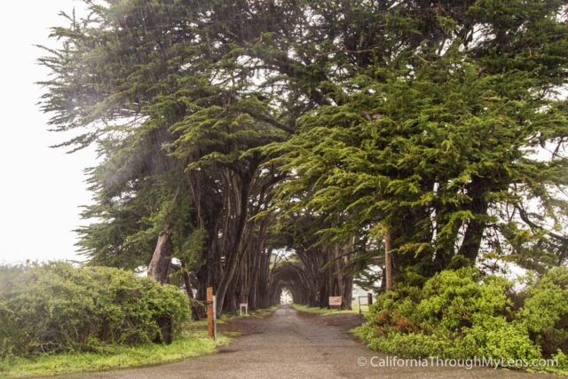 Cypress Tree Tunnel-8