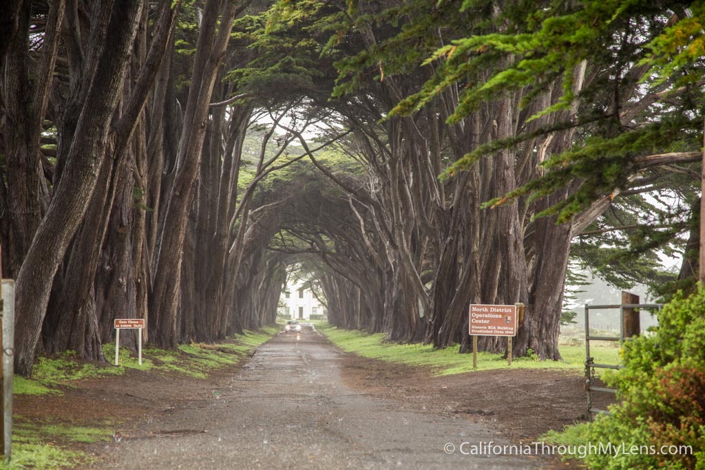 Tunnel des cyprès à Point Reyes National Seashore Tomas Rosprim