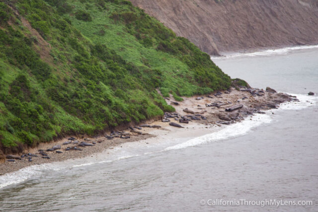 Elephant Seal Overlook-3