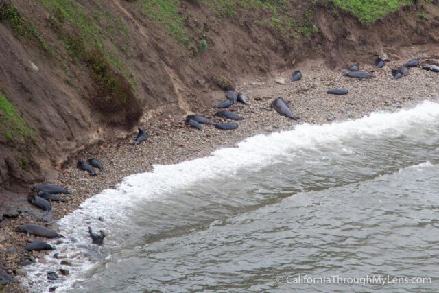 Elephant Seal Overlook-5