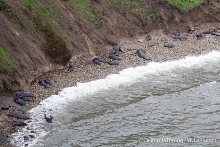 Elephant Seal Overlook Trail in Point Reyes National Seashore