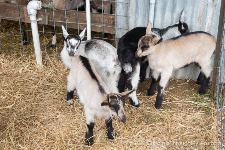 Harley Farms: Goat Cheese Producing Farm in Pescadero - California ...