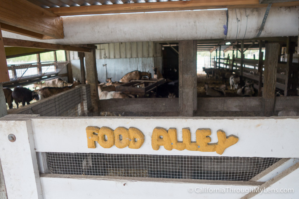 Harley Farms Goat Cheese Producing Farm in Pescadero California