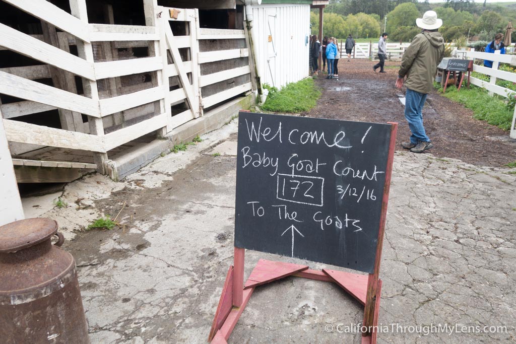 Harley Farms Goat Cheese Producing Farm in Pescadero California