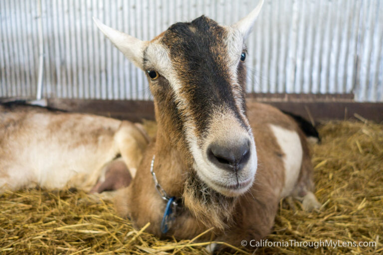 Harley Farms: Goat Cheese Producing Farm in Pescadero - California ...