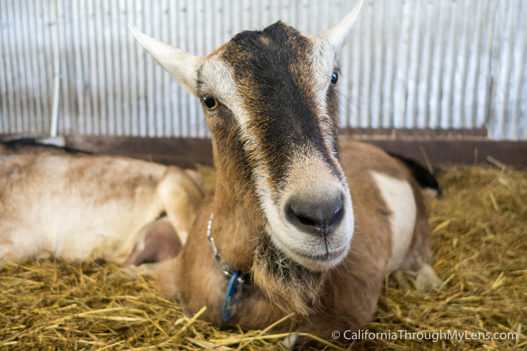 Harley Farms: Goat Cheese Producing Farm in Pescadero - California ...